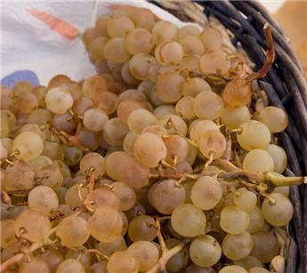 Vitis vinifera Vroege van der Laan (Chasselas doré )** Raisins blancs sucrés **