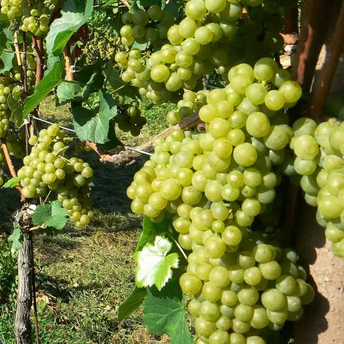 [115074] Vitis vinifera Solaris Pot C3 ** Vigne résistante aux maladies **