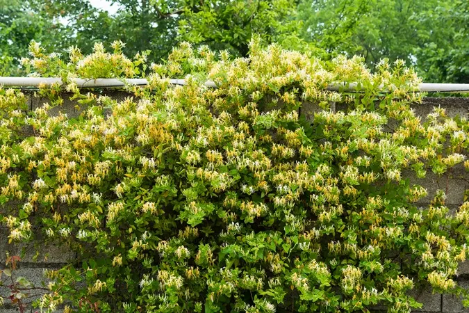 Lonicera japonica Hall s Prolific 125 150 Pot C4 ** Chèvrefeuille. Parfumé **