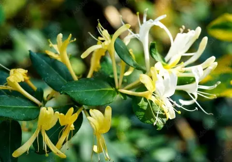 Lonicera japonica Halliana 125 150 Pot C5  ** Chèvrefeuille **