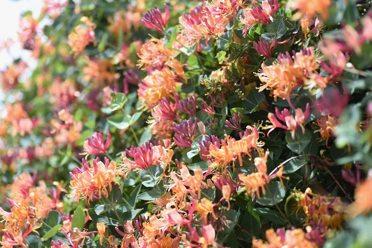 [138000] Lonicera heckrotii Goldflame 125 150 cm XL Pot P23 cm ** chèvreffeuille parfumé **