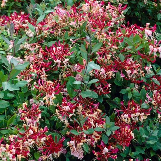 Lonicera periclymenum Belgica Select 100 120 cm Pot P23 cm