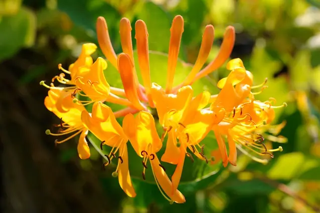 Lonicera henryi Copper Beauty Pot C2 ** Feuillage persistant **