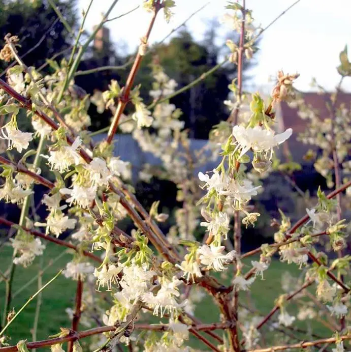 Lonicera fragantissima Pot - Chèvrefeuille arbustif parfumé.