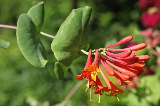 Lonicera Mandarin®  Pot P16 - C2L ** Chèvrefeuille Parfumée **