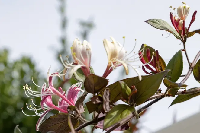 [102220] Lonicera japonica Red World Pot 16 - C2 ** Chèvrefeuille parfumé **