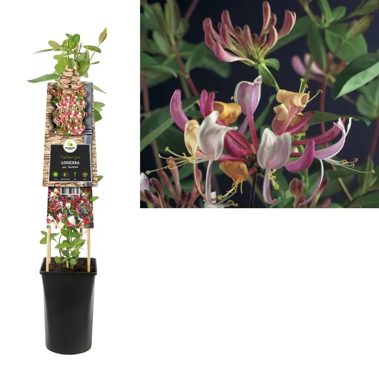 [101515] Lonicera periclymenum Serotina Pot P16 - C2 ** Chèvrefeuille très Parfumé.