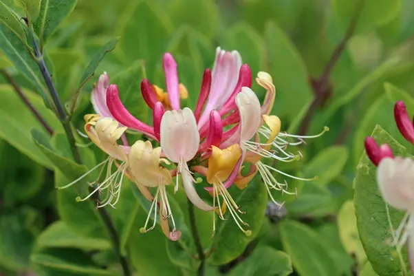[119463] Lonicera periclymenum Belgica Select ** Chèvrefeuille. Le plus parfumé.