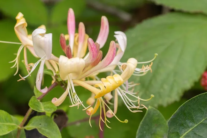 Lonicera periclymenum Pot P17 ** Parfumé **