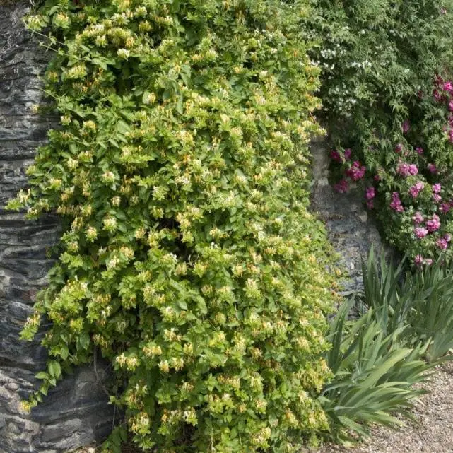 Lonicera japonica Halliana pot P16  ** Chèvrefeuille parfumé **