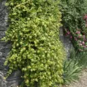 Lonicera japonica Halliana pot P16  ** Chèvrefeuille parfumé **
