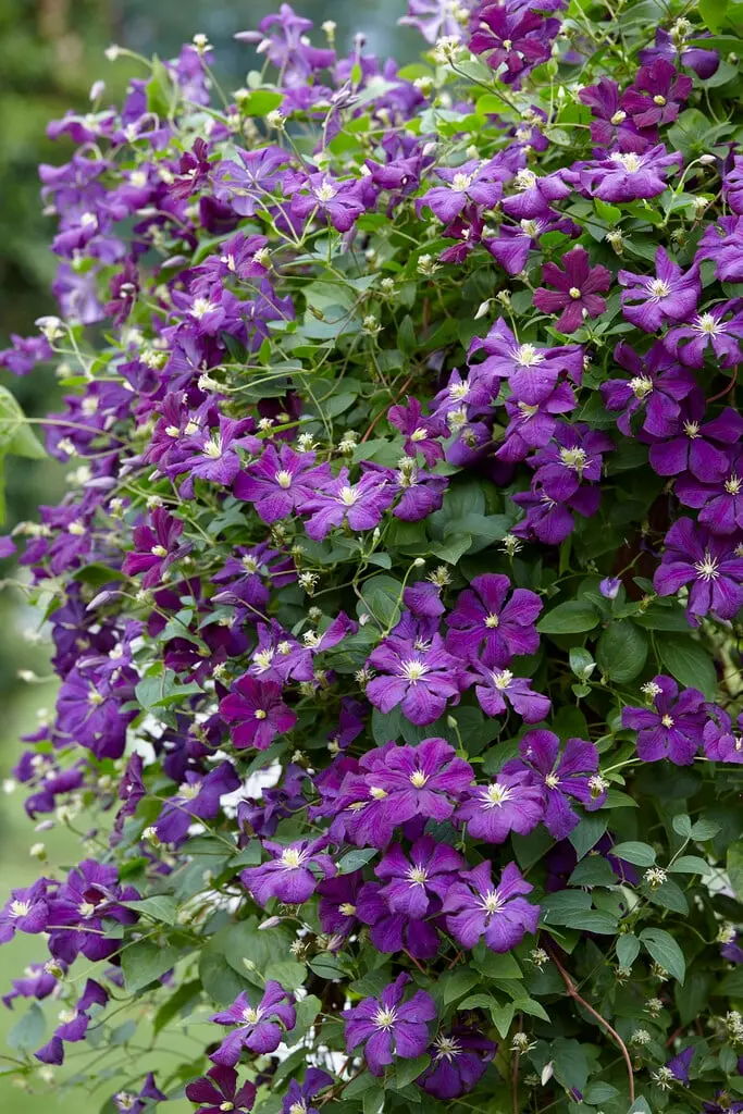 Clematis viticella Etoile Violette Pot P16