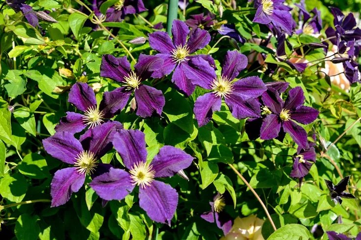 [102452] Clematis Star Of India Pot P16 - C2