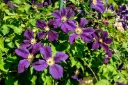 Clematis Star Of India Pot P16 - C2