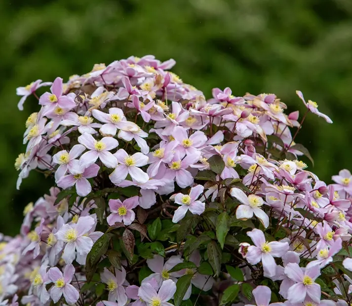 [102557] Clematis Montana Tetrarose Pot C2