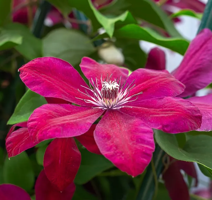 [101469] Clematis Niobe Pot P16 - C2L