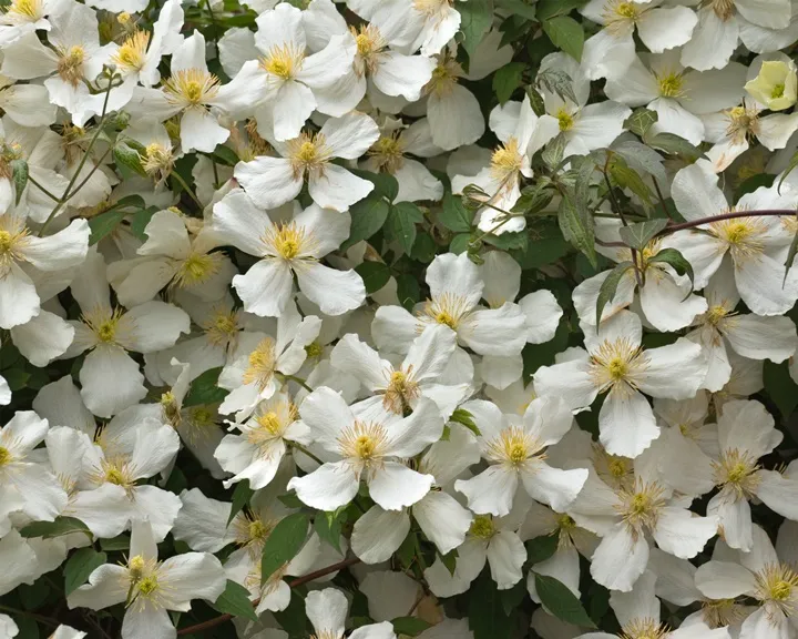 [113788] Clematis montana Alba Pot C2Litres