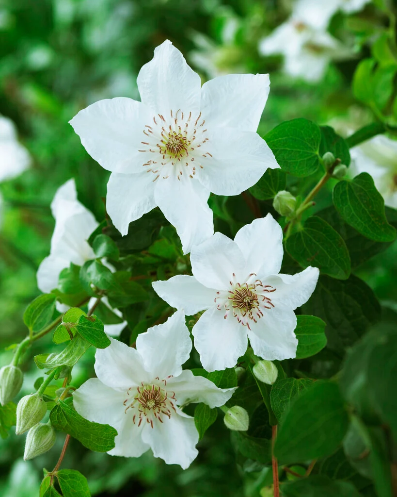 Clematis Destiny Pot P17