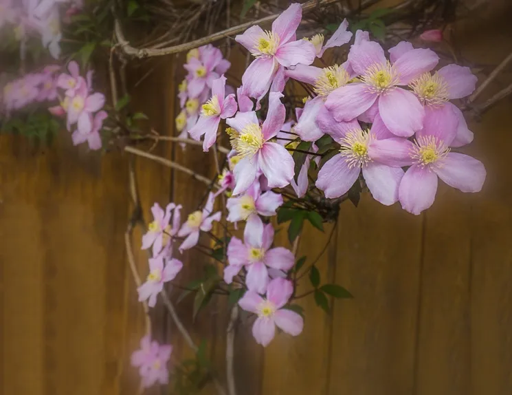 [113161] Clematis montana Elisabeth Pot C2Litres