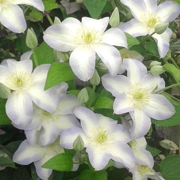 Clematis Yukikomachi Pot C2