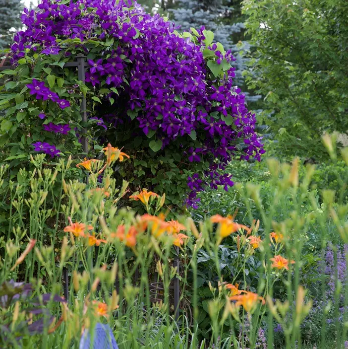 Clematis Jackmanii 175 200 cm kingsize Pot P23cm