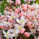 Clematis armandii Apple Blossom Pot P16-C2L ** Clématite très parfumée à feuil. persistant **