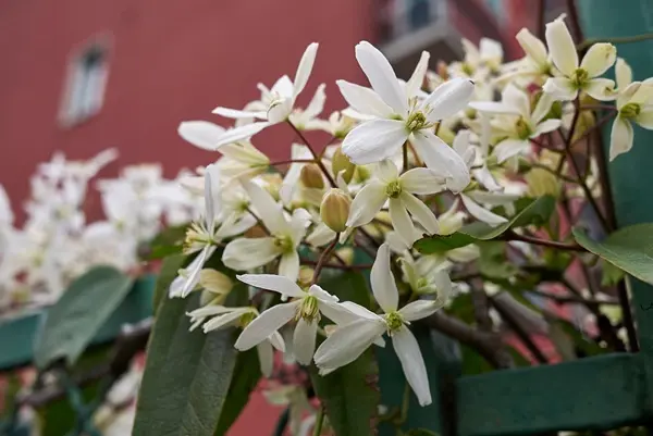 Clematis Armandii Pot C2 ** ** Clématite armandii. Feuillage persistant **