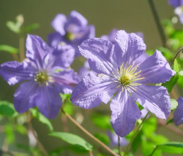 Clematis Prince Charles Pot C5L