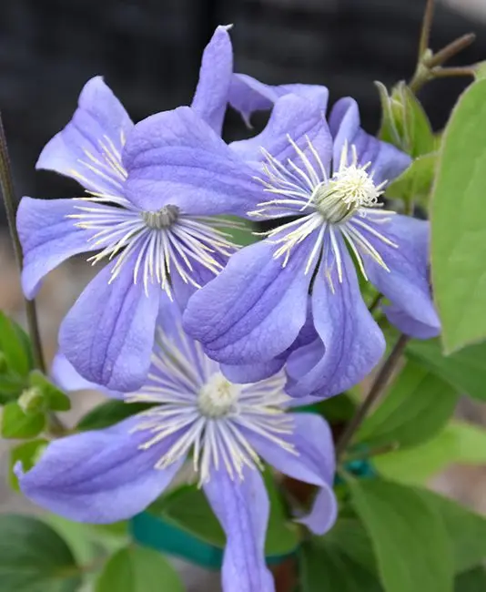 Clematis Arabella Pot C4 ** Clématite **