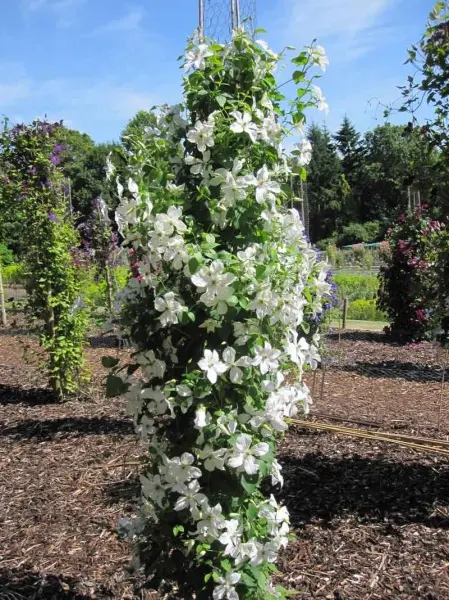 Clematis Forever Friends 175 200 cm Kingsize Pot P23cm