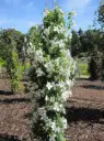 Clematis Forever Friends 175 200 cm Kingsize Pot P23cm