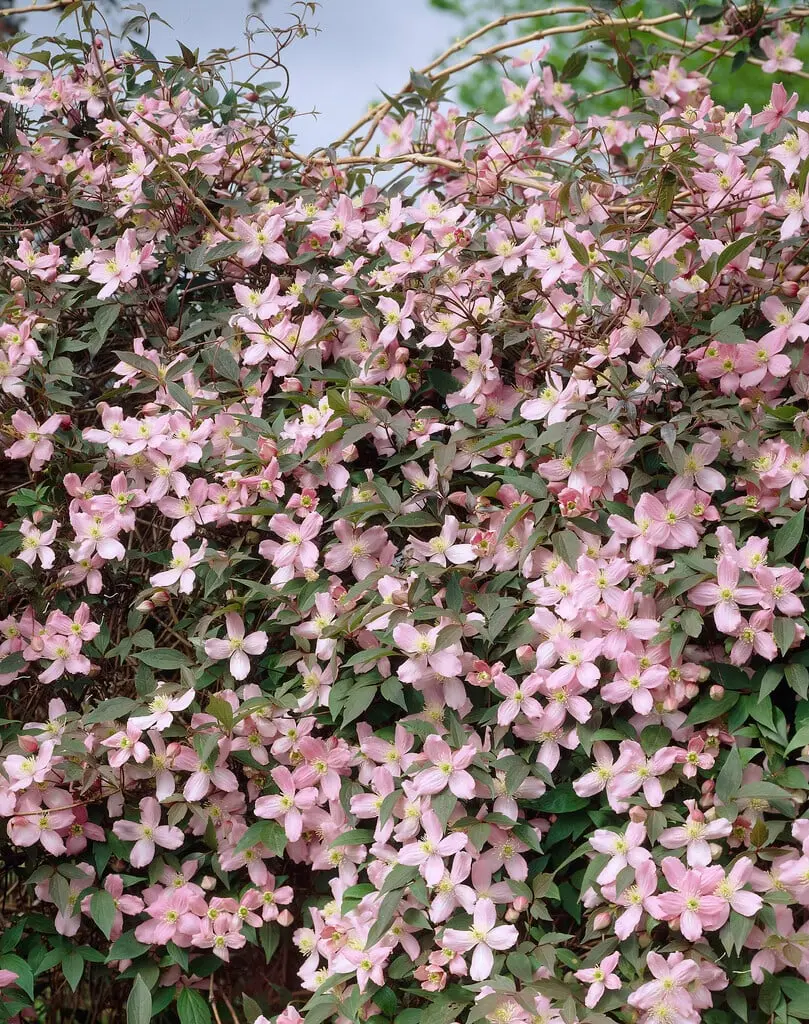 Clematis montana Pink Perfection Pot 16 - C2