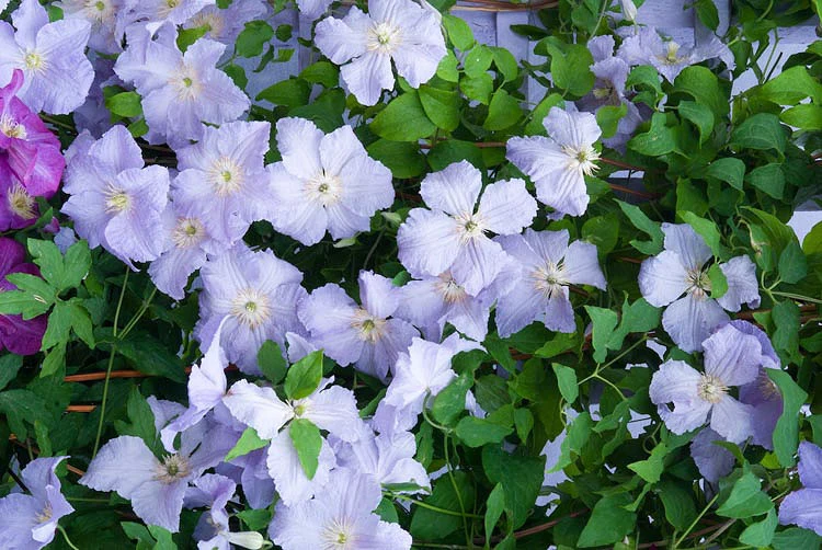 Clematis Blue Angel Pot 16 - C2