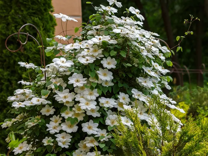 Clematis Guernsey Cream Pot P16