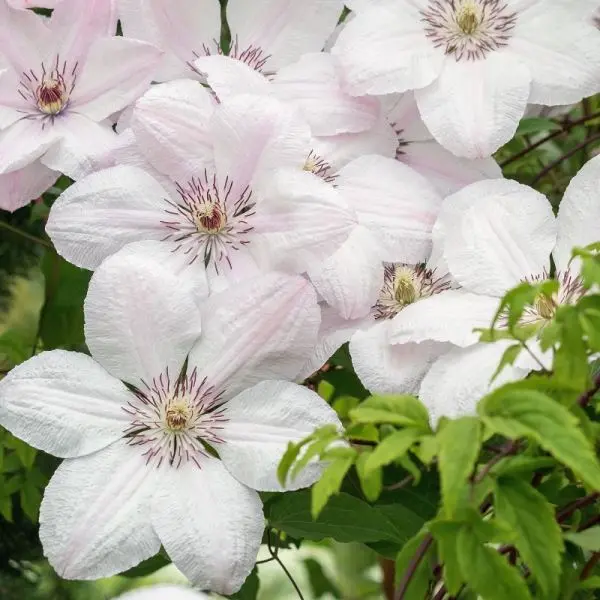 [101454] Clematis John Paul II P17 - C2