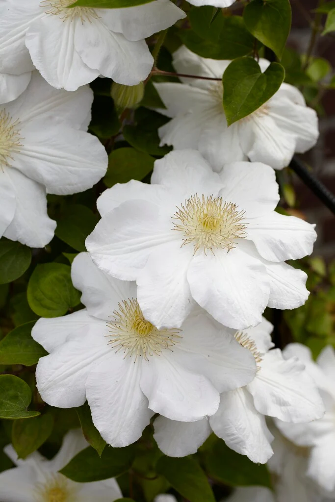Clematis Madame Lecoultre Pot P16