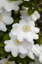 Clematis Madame Lecoultre Pot P17