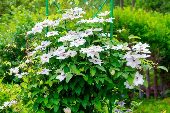 [105410] Clematis Miss Bateman Pot P16