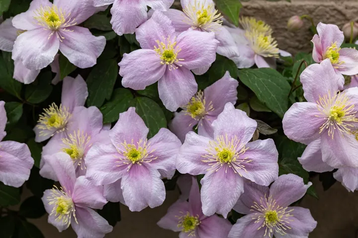 [108095] Clematis montana Mayleen Pot 16 - C2 * Parfumée**