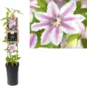 Clematis Nelly Moser Pot C4