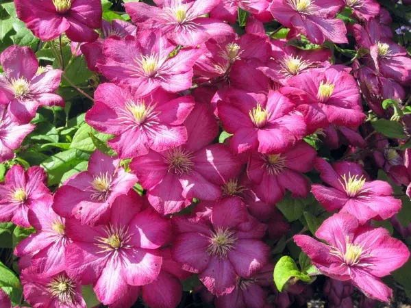 Clematis viticella Ville De Lyon Pot 16 - C2 ** Clématite **