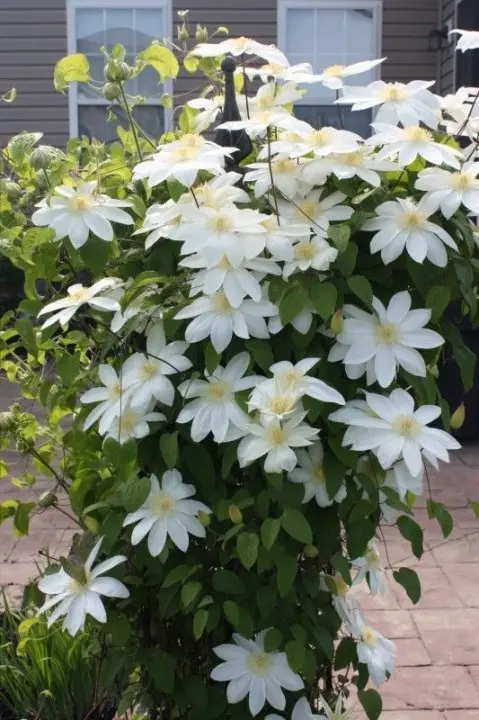 Clematis Wada S Primrose Pot P16 cm - Gr. fleurs blanches