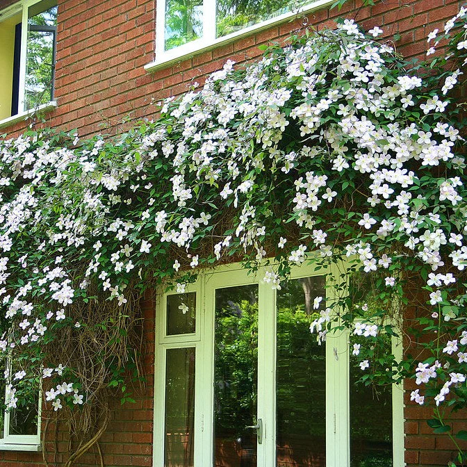 Clematis montana Grandiflora Pot P17 cm