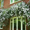 Clematis montana Grandiflora Pot P17 cm