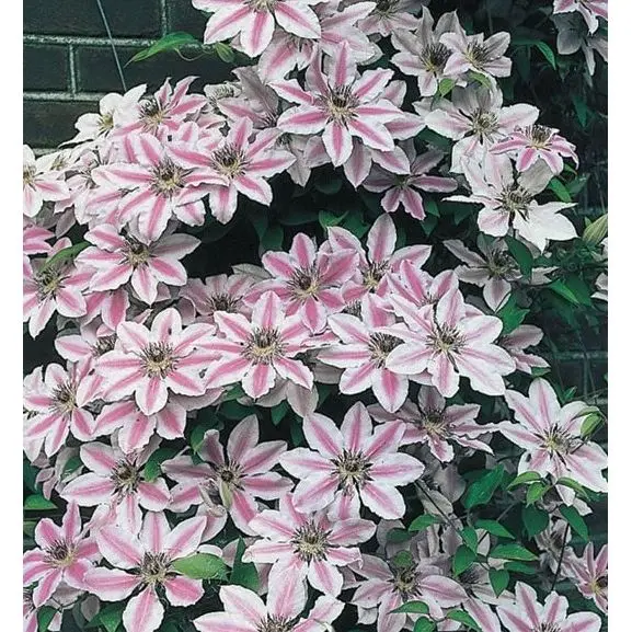 Clematis Nelly Moser P16 - C2
