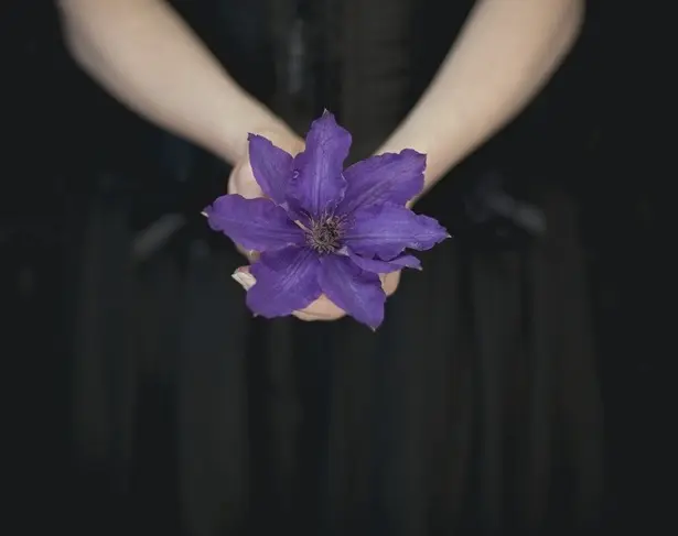 Clematis Mrs Cholmondeley C3