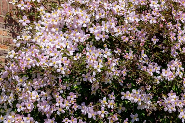 [108092] Clematis montana Fragrant Spring Pot C2