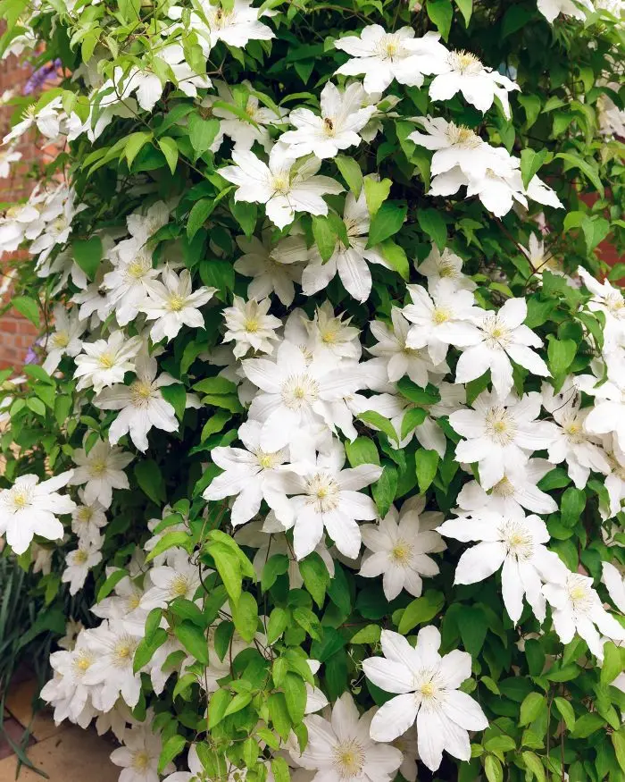 [102239] Clematis Jackmanii Alba Pot C2