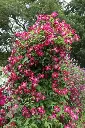 Clematis viticella Mme Julia Correvon Pot C2