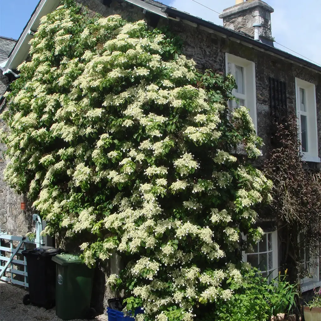[119495] Hydrangea anomala Petiolaris 125 150 XXL Pot C32Litres ** Hortensia grimpant **